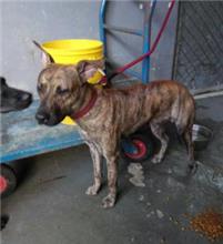 Photo of No. AAAHG106102507, Adult · Male · Medium · Mixed breed