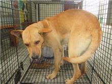 Tan adult male mixed-breed dog, Medium, shelter no. …1002