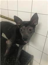 Photo of No. AAAIG105062106, Adult · Female · Large · Mixed breed