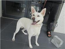 Photo of No. HAAAG1101020512, Female · Medium · Mixed breed