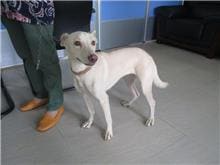 Photo of No. HAAAG1090715552, Adult · Female · Medium · Mixed breed