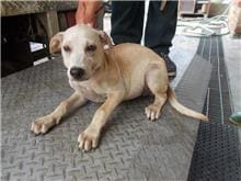 Photo of No. HAAAG1040903593, Adult · Female · Medium · Mixed breed