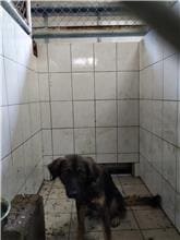 Black adult male mixed-breed dog, Medium, shelter no. …5003