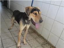 Black-and-tan adult male mixed-breed dog, Medium, shelter no. …9202