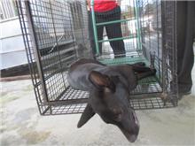 Photo of No. CAAAG1070904001, Adult · Male · Medium · Mixed breed