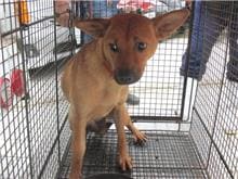 Tan female mixed-breed dog, Medium, shelter no. …5005