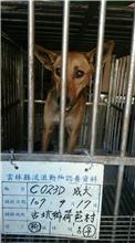 Photo of No. 107-C023D, Adult · Female · Large · Mixed breed