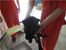 Photo of No. CAAAG1060406001, Male · Small · Mixed breed