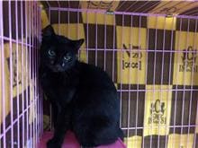 Black adult female mixed-breed cat, Small, shelter no. …2401
