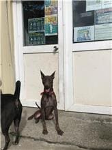 Brown male mixed-breed dog, Medium, shelter no. …2003