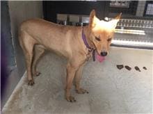 Brown-and-black adult female mixed-breed dog, Medium, shelter no. …4D01
