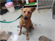 Photo of No. 110012302, Adult · Male · Medium · Mixed breed