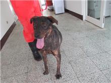 Photo of No. CAAAG1071111001, Adult · Female · Medium · Mixed breed