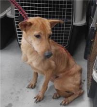 Photo of No. AAADG2018041304, Adult · Female · Medium · Mixed breed
