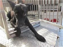 Black female mixed-breed dog, Medium, shelter no. …0011