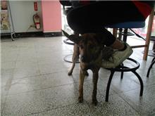 Photo of No. CAAAG1080226003, Adult · Male · Medium · Mixed breed