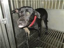 Photo of No. CAAAG1110531007, Adult · Male · Medium · Mixed breed