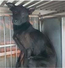 Photo of No. AAAHG1090102002, Adult · Male · Medium · Mixed breed
