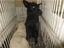Black adult female mixed-breed dog, Medium, shelter no. …2005