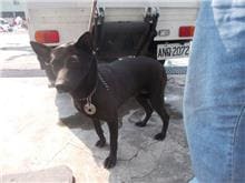 Photo of No. HAAAG1050607168, Adult · Female · Medium · Mixed breed