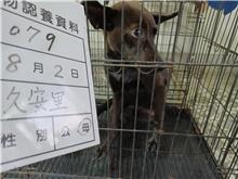 Photo of No. 111-H079D, Adult · Female · Medium · Mixed breed
