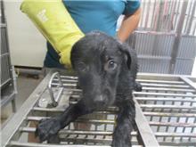 Photo of No. CAAAG1090804011, Male · Small · Mixed breed