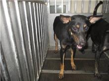 Black-and-tan adult female mixed-breed dog, Medium, shelter no. …7003