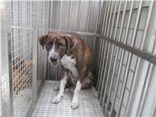 Photo of No. HAAAG1100705517, Adult · Male · Medium · Mixed breed