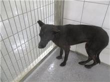 Photo of No. CAAAG1071030013, Adult · Female · Medium · Mixed breed