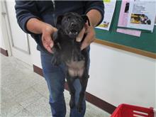 Photo of No. CAAAG1080508020, Adult · Female · Medium · Mixed breed