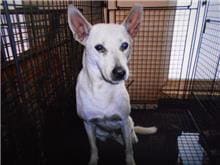 Photo of No. CAAAG1090811001, Adult · Male · Medium · Mixed breed