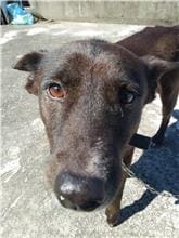 Photo of No. AAAIG1100420001, Adult · Male · Medium · Mixed breed