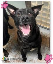 Photo of No. 110110506, Adult · Female · Medium · Mixed breed