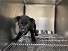 Photo of No. RAAAG1110505002, Young · Male · Small · Mixed breed