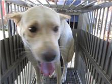 White adult male mixed-breed dog, Medium, shelter no. …7008