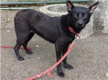 Photo of No. 108090102, Adult · Female · Medium · Mixed breed