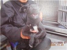 Photo of No. CAAAG1091101001, Male · Medium · Mixed breed