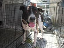 Photo of No. CAAAG1060623006, Male · Medium · Mixed breed