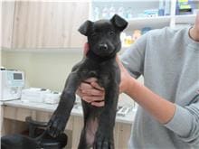 Photo of No. RAAAG1100224004, Adult · Female · Medium · Mixed breed