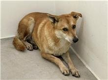 Photo of No. 111061101, Adult · Female · Medium · Mixed breed