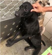 Photo of No. AAACG1070124003, Adult · Male · Medium · Mixed breed