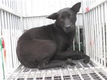 Photo of No. CAAAG1060425012, Male · Medium · Mixed breed