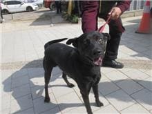 Black male mixed-breed dog, Medium, shelter no. …4002