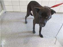 Photo of No. CAAAG1071030009, Adult · Female · Medium · Mixed breed