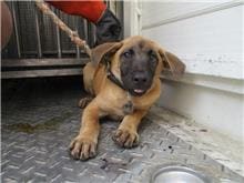 Tan male mixed-breed dog, Medium, shelter no. …4605