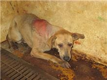 Photo of No. CAAAG1060321004, Male · Medium · Mixed breed