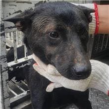 Photo of No. CAAAG1110525005, Adult · Male · Medium · Mixed breed
