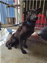 Photo of No. AAACG107012404, Adult · Female · Medium · Mixed breed