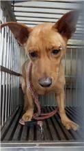 Photo of No. AAAHG1110415001, Adult · Male · Medium · Mixed breed