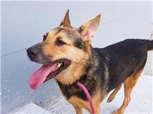 Photo of No. RAAAG1050119001, Adult · Male · Medium · Mixed breed
